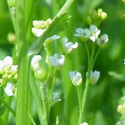 ACEITE DE CRAMBE SUPER HIDRATANTE