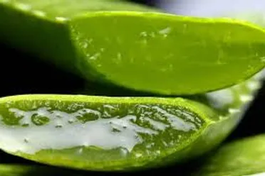 ALOE GEL 99% : JUGO de ALOE PURO