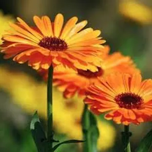 EXTRACTO DE CALENDULA