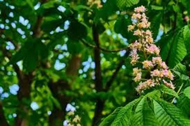 EXTRACTO DE CASTAÑO DE INDIAS