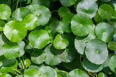 EXTRACTO DE CENTELLA ASIATICA: GOTU KOLA