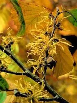 EXTRACTO DE HAMAMELIS
