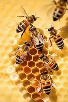 EXTRACTO DE JALEA REAL