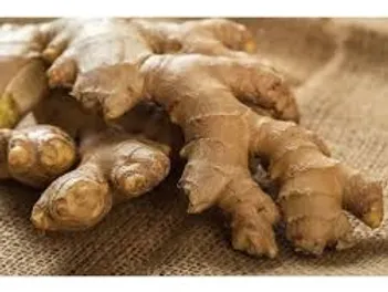 EXTRACTO DE JENGIBRE