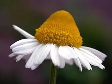 EXTRACTO DE MANZANILLA