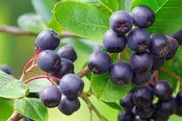 EXTRACTO DE MAQUI BERRY