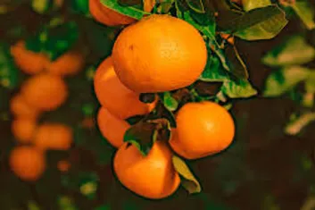 EXTRACTO DE NARANJA AMARGA