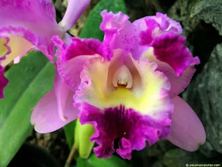 EXTRACTO DE ORQUIDEA