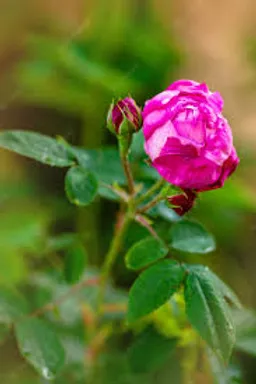 EXTRACTO DE ROSA DAMASCENA