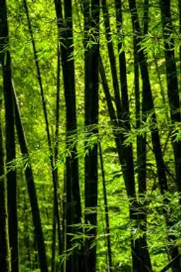 FRAGANCIA BOTÁNICA BOSQUE FRESCO