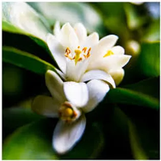 FRAGANCIA BOTÁNICA CONCENTRADA DE NEROLI o FLOR DE NARANJO
