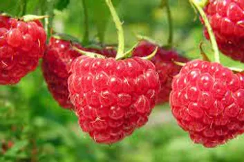 FRAGANCIA BOTÁNICA FRAMBUESA DULCE