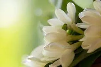 FRAGANCIA BOTANICA GARDENIA DE TAHITI