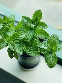 FRAGANCIA BOTÁNICA MENTA PIPERITA