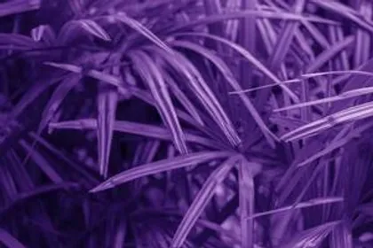 FRAGANCIA BOTÁNICA ULTRA VIOLETA