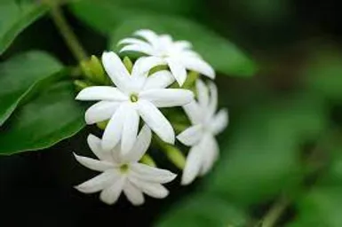 FRAGANCIA BOTÁNICA JAZMIN ABSOLUTO