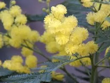 FRAGANCIA BOTANICA MIMOSA