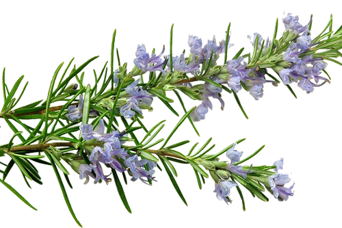 FRAGANCIA BOTÁNICA ROMERO