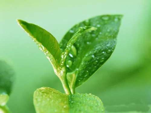 FRAGANCIA BOTÁNICA TE VERDE