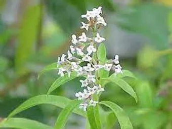FRAGANCIA BOTÁNICA VERBENA LIMON