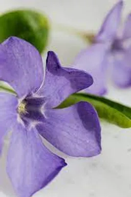 FRAGANCIA BOTÁNICA VIOLETAS